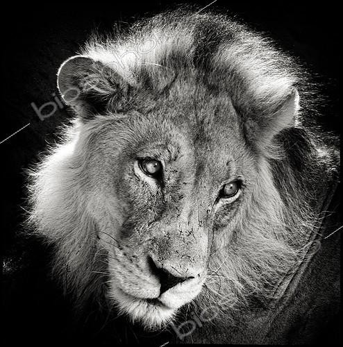 Biosphoto | 1610045 | Portrait of a lion in the Kalahari Desert Namibia | &copy; Philippe-Alexandre Chevallier / Biosphoto