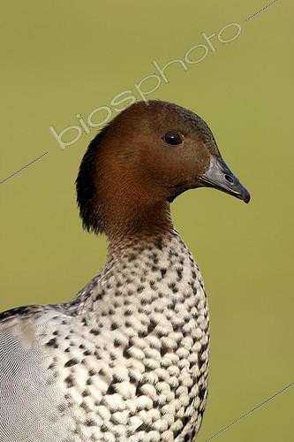 Biosphoto | 1295480 | Portrait of a male Australian wood duck ; Native to Australia | &copy; Mike Lane / Biosphoto