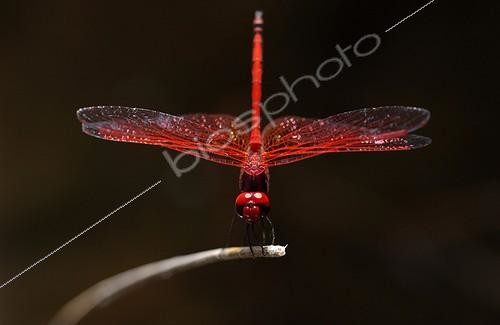 Biosphoto | 84442 | Portrait of  a male Red-veined Dropwing United Arab Emirates | &copy; Xavier Eichaker / Biosphoto