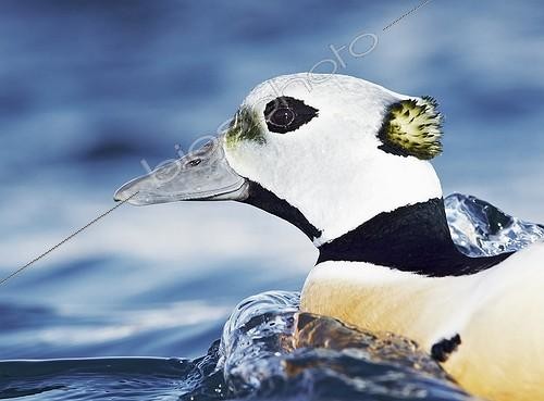 Biosphoto | 1852319 | Portrait of a male Steller's Eider Norway | &copy; Niko Pekonen / Biosphoto