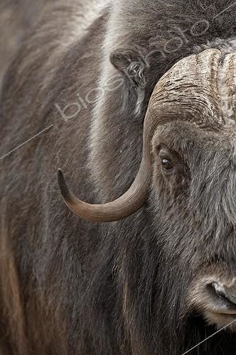 Biosphoto | 466838 | Portrait of a Muskox Dovrefjell NP Norway | &copy; David Allemand / Biosphoto