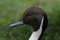 Biosphoto | 1247188 | Portrait of a Northern Pintail in Dombes France | &copy; Jean-François Noblet / Biosphoto