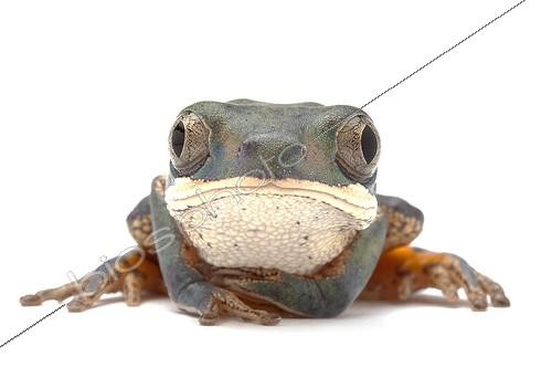 Biosphoto | 1469110 | Portrait of a Orange-legged monkey frog in studio ; Origin: Pantanal | &copy; Michel Gunther / Biosphoto