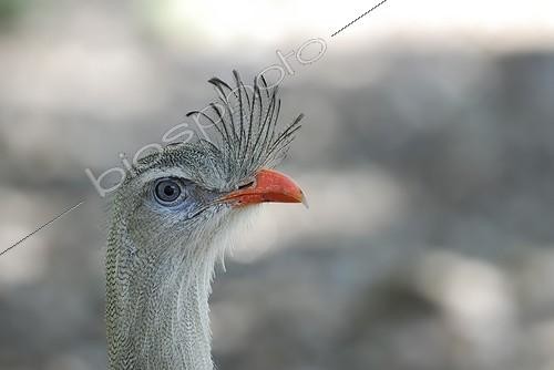 Biosphoto | 716283 | Portrait of a Red-legged Seriema Serra da Canastra Brazil | &copy; Jean-Paul Chatagnon / Biosphoto