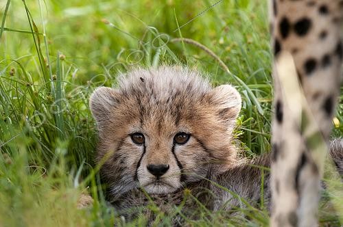 Biosphoto | 2489895 | Portrait of a resting cheetah cub, Acinonyx jubatus. Masai Mara National Reserve, Kenya. | &copy; Sergio Pitamitz / Biosphoto