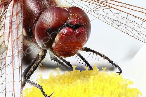 Biosphoto | 1986686 | Portrait of a Ruddy darter | &copy; Axel Papon / Biosphoto