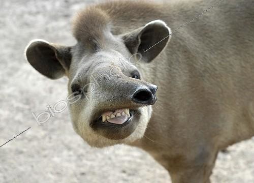 Biosphoto | 1198032 | Portrait of a South American Tapir (Tapirus terrestris), Gran Chaco, Paraguay, South America | &copy; Thomas Vinke / imageBROKER / Biosphoto