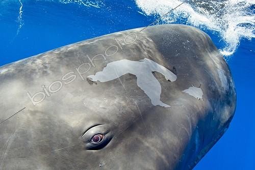 Biosphoto | 2067077 | Portrait of a sperm whale, Physeter macrocephalus, Vulnerable (IUCN), Dominica, Caribbean Sea, Atlantic Ocean. Photo taken under permit n°RP 13/365 W-03. | &copy; Franco Banfi / Biosphoto