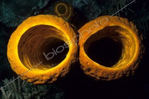 Biosphoto | 643595 | Portrait of a Sponge Mexico Caribbean Sea | &copy; Didier Brandelet / Biosphoto