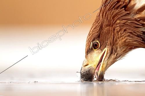Biosphoto | 2057655 | Portrait of a White-tailed Eagle putting its beak in ice | &copy; Marc Costermans / Biosphoto