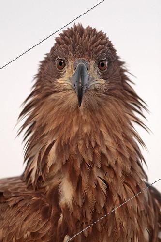 Biosphoto | 2057659 | Portrait of a White-tailed Eagle ruffled | &copy; Marc Costermans / Biosphoto