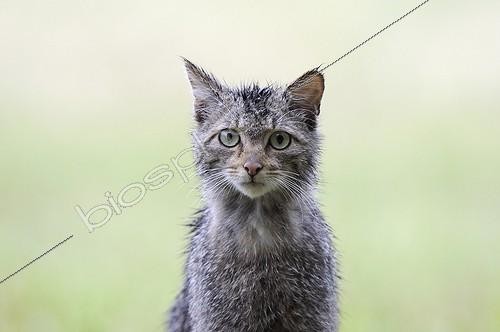 Biosphoto | 893794 | Portrait of a Wild cat in the rain in spring France | &copy; Fabrice Cahez / Biosphoto