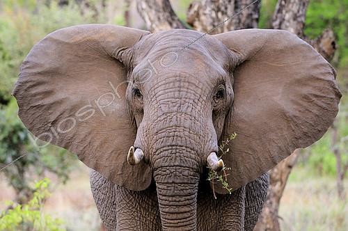 Biosphoto | 2082159 | Portrait of a young African Elephant (Loxodonta africana), Kruger, South Africa | &copy; Tina Malfilatre / Biosphoto