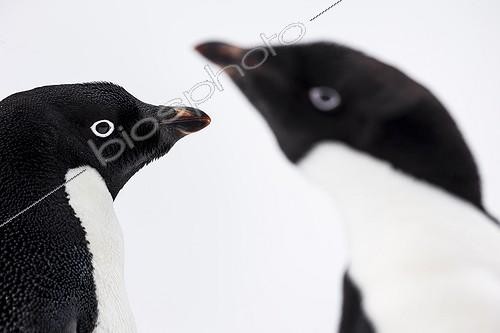 Biosphoto | 2016150 | Portrait of Adelie penguins - Antarctica | &copy; Meril Darees / Biosphoto