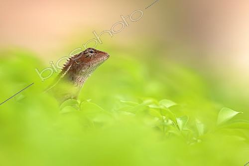 Biosphoto | 2086713 | Portrait of Agame (Agamidae sp) on the lookout, Thailand | &copy; Cédric Join / Biosphoto