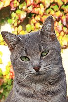 Biosphoto | 2546841 | Portrait of an adult european cat | &copy; Eric Guilloret / Biosphoto