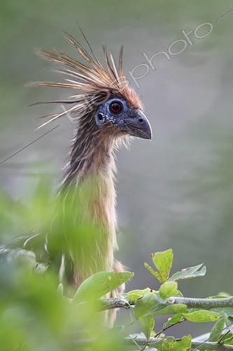 Biosphoto | 1441313 | Portrait of an Hoatzin Venezuela | &copy; Stéphan Bonneau / Biosphoto