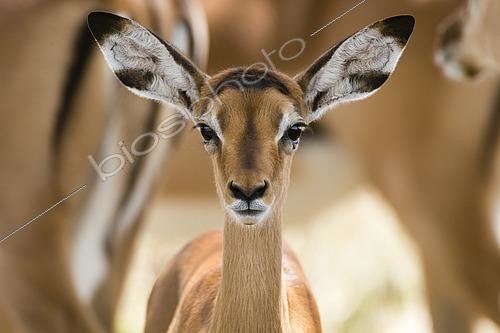 Biosphoto | 2493020 | Portrait of an impala calf, Aepyceros melampus, looking at the camera. | &copy; Sergio Pitamitz / Biosphoto
