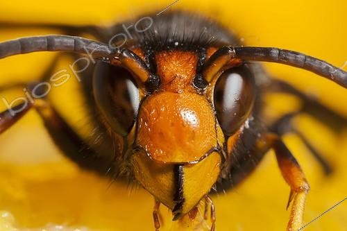 Biosphoto | 1851993 | Portrait of Asian hornet eating a fruit France | &copy; Olivier Miniato / Biosphoto