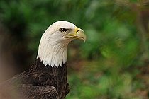 Biosphoto | 1254241 | Portrait of Bald Eagle on ground Florida USA | &copy; Mark Conlin / Visual and Written - Photo Collection / Biosphoto