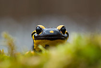 Biosphoto | 2547843 | Portrait of Barred Fire Salamander (Salamandra salamandra terrestris), on moss, Vallon de bellefontaine, Champigneulles, Lorraine, France | &copy; Stéphane Vitzthum / Biosphoto