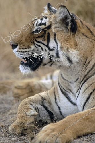 Biosphoto | 60246 | Portrait of Bengal Tiger lying Ranthambore NP India | &copy; Yves Lefèvre / Biosphoto