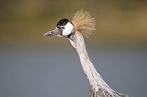 Biosphoto | 1252577 | Portrait of Black-crowned Crane | &copy; Thierry Van Baelinghem / Biosphoto