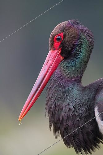Biosphoto | 2157012 | Portrait of Black stork (Ciconia nigra) adult, Ardennes | &copy; Philippe Moës / Biosphoto