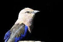 Biosphoto | 1252584 | Portrait of Blue-bellied Roller on black background | &copy; Thierry Van Baelinghem / Biosphoto