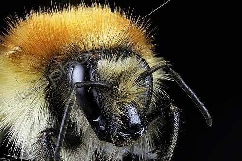 Biosphoto | 1987356 | Portrait of Bumblebee on black background - France  | &copy; Axel Papon / Biosphoto