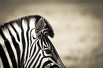 Biosphoto | 1993761 | Portrait of Burchell's zebra in savannah - Etosha Namibia | &copy; Anne Claire Monna / Biosphoto