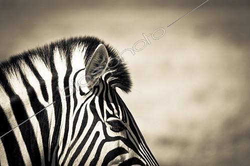 Biosphoto | 1993761 | Portrait of Burchell's zebra in savannah - Etosha Namibia | &copy; Anne Claire Monna / Biosphoto