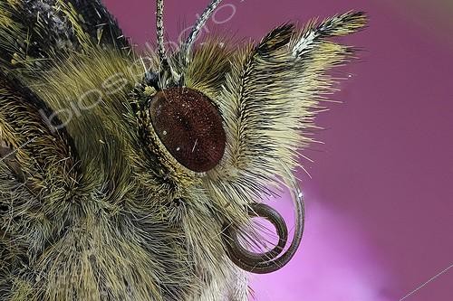 Biosphoto | 1987359 | Portrait of Butterfly - France  | &copy; Axel Papon / Biosphoto