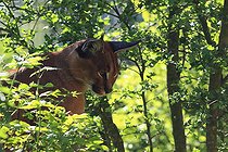 Biosphoto | 2395126 | Portrait of Caracal (Felis caracal) | &copy; Jean-François Noblet / Biosphoto