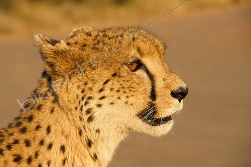 Biosphoto | 2033596 | Portrait of Cheetah at dusk - Kruger South Africa  | &copy; Jean-Jacques Alcalay / Biosphoto