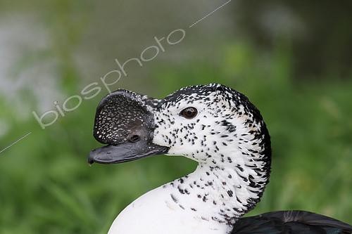 Biosphoto | 2158768 | Portrait of Comb Duck (Sarkidiornis melanotos) male, kruger, South Africa | &copy; Jean Mayet / Biosphoto