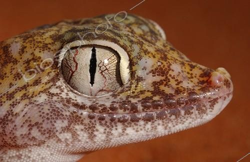 Biosphoto | 84306 | Portrait of Dune Sand Gecko United Arab Emirates  | &copy; Xavier Eichaker / Biosphoto