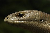 Biosphoto | 1249189 | Portrait of European Glass Lizard Croatia | &copy; Daniel Heuclin / Biosphoto
