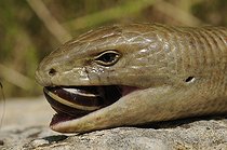 Biosphoto | 1249193 | Portrait of European Glass Lizard eating a snail Croatia | &copy; Daniel Heuclin / Biosphoto