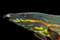 Biosphoto | 2394225 | Portrait of Fire eel (Mastacembelus erythrotaenia) | &copy; Clément Carbillet / Biosphoto