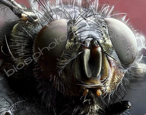 Biosphoto | 1987367 | Portrait of Fly - France | &copy; Axel Papon / Biosphoto