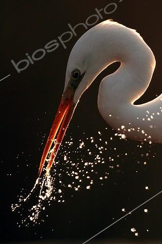 Biosphoto | 2057652 | Portrait of Great Egret against the light | &copy; Marc Costermans / Biosphoto