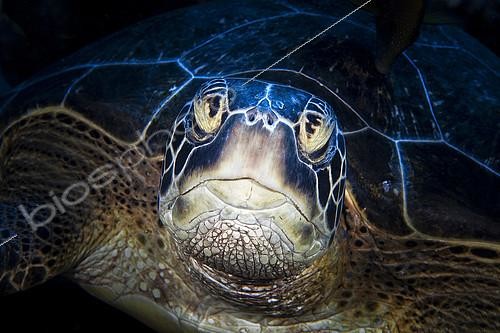 Biosphoto | 2091110 | Portrait of Green turtle (Chelonia mydas) underwater, Indian Ocean, Reunion | &copy; Gabriel Barathieu / Biosphoto