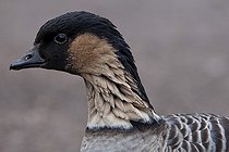 Biosphoto | 1250891 | Portrait of Hawaian Goose WWT Slimbridge Reserve UK | &copy; Michel Gunther / Biosphoto