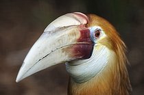 Biosphoto | 1252573 | Portrait of Hornbill  | &copy; Thierry Van Baelinghem / Biosphoto