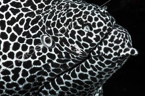 Biosphoto | 2091209 | Portrait of Laced Moray (Gymnothorax favagineus), Indian Ocean, Reunion | &copy; Gabriel Barathieu / Biosphoto