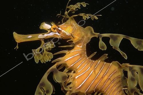 Biosphoto | 93039 | Portrait of Leafy Seadragon Victor harbour Australia | &copy; Yves Lefèvre / Biosphoto