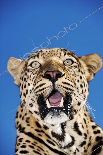 Biosphoto | 291176 | Portrait of Leopard Namibia | &copy; Martin Harvey / Biosphoto