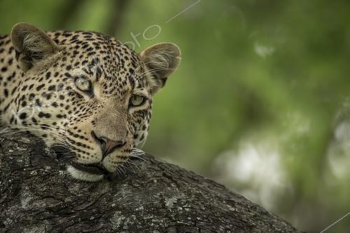Biosphoto | 2023986 | Portrait of Leopard - Sabi Sand South Africa  | &copy; Meril Darees / Biosphoto