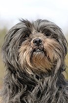 Biosphoto | 1249130 | Portrait of Lhassa Apso | &copy; Daniel Heuclin / Biosphoto